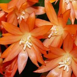Пасхальник оранжевий Rhipsalidopsis, фото 3