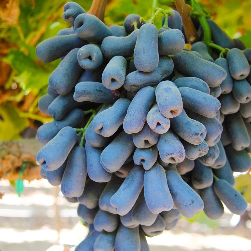 Саджанці винограду сорт Аватар кишміш
