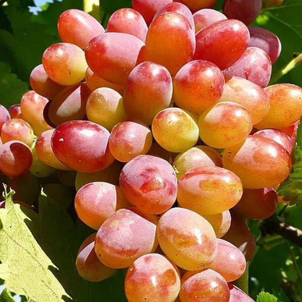 Әдемі жетілген өгей анасы өгей баласына жыныстық қатынасқа үйретеді