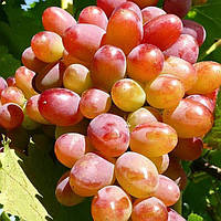 Саджанці винограду сорт Алладін