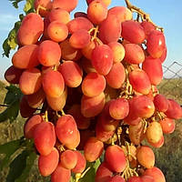 Саджанці винограду сорт Анжеліка виноград
