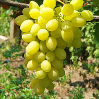 Саджанці винограду сорт Аксинія мускатний