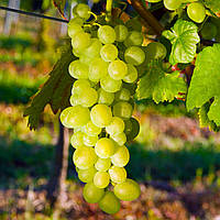 Саджанці винограду сорт Арарат кишміш