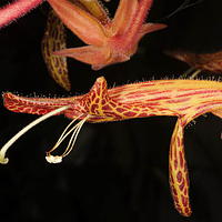 Колумнея Шида вкорінені живці, Columnea schiedeana