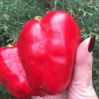 Насіння Перець Солодкий Квадро Ред 15 н (від колекціонера)