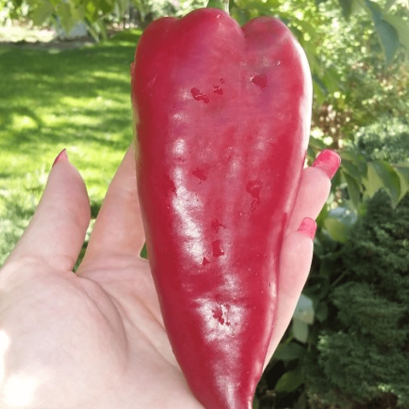 Насіння Перець Солодкий Анастасія 15 н (від колекціонера), фото 1