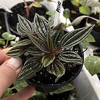 Пеперомія Россо Peperomia Rosso