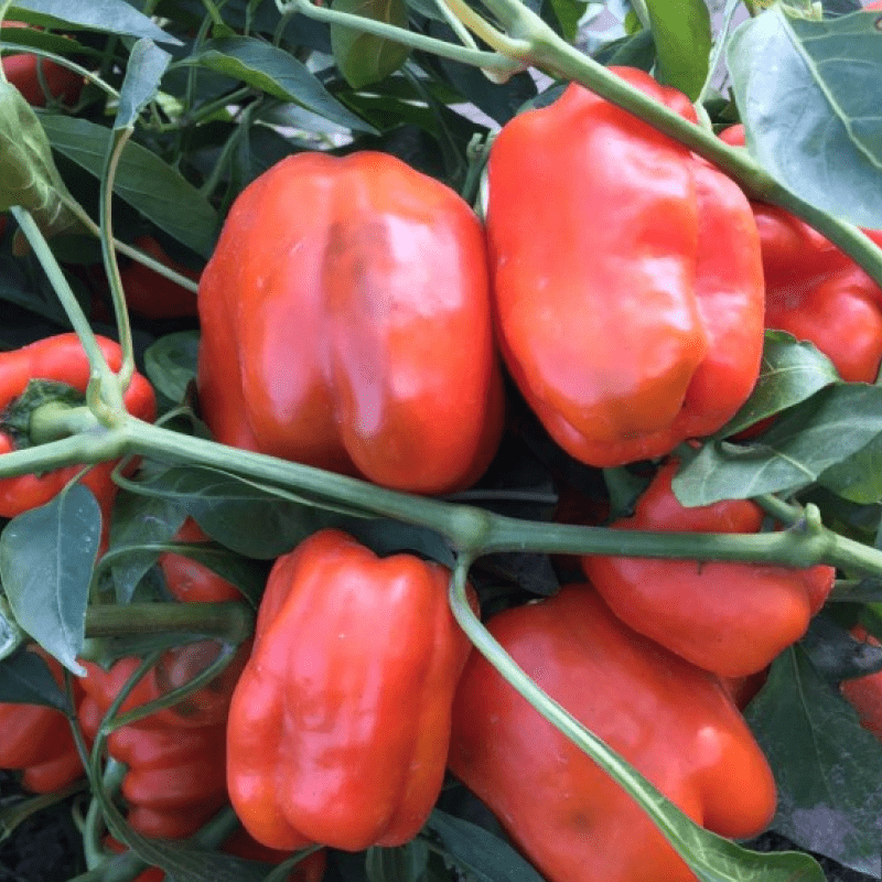 Насіння Перець Солодкий Ревія 15 н (від колекціонера)