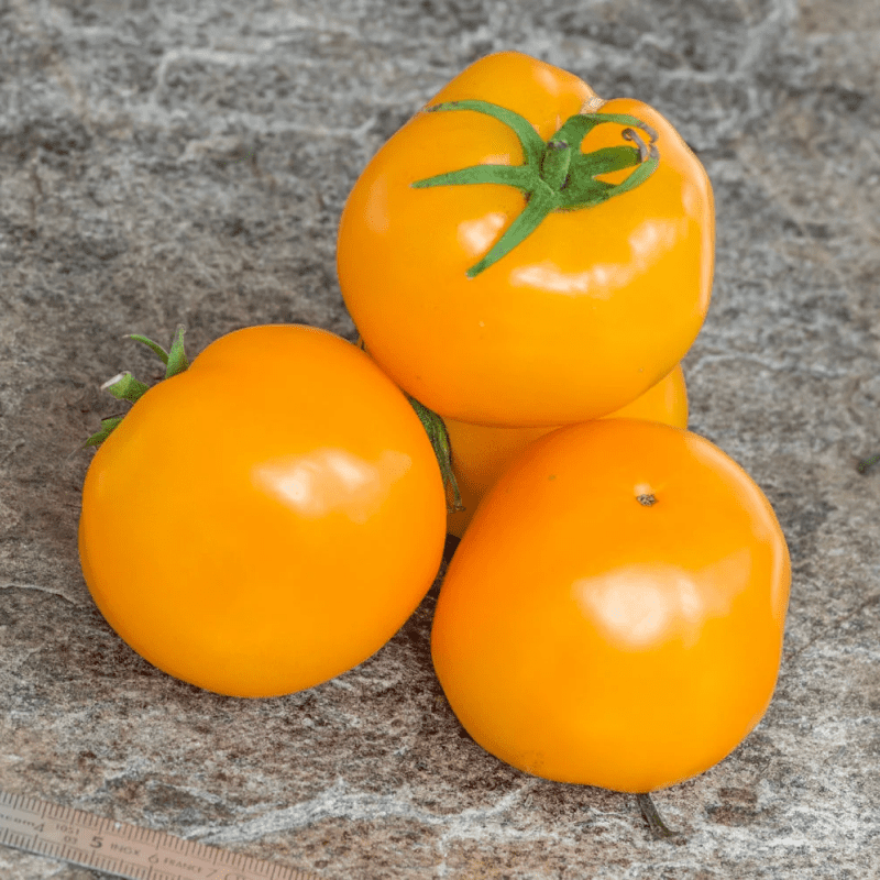 Насіння Томат Гном Хаскі Голд Селект 15 шт (від колекціонера)