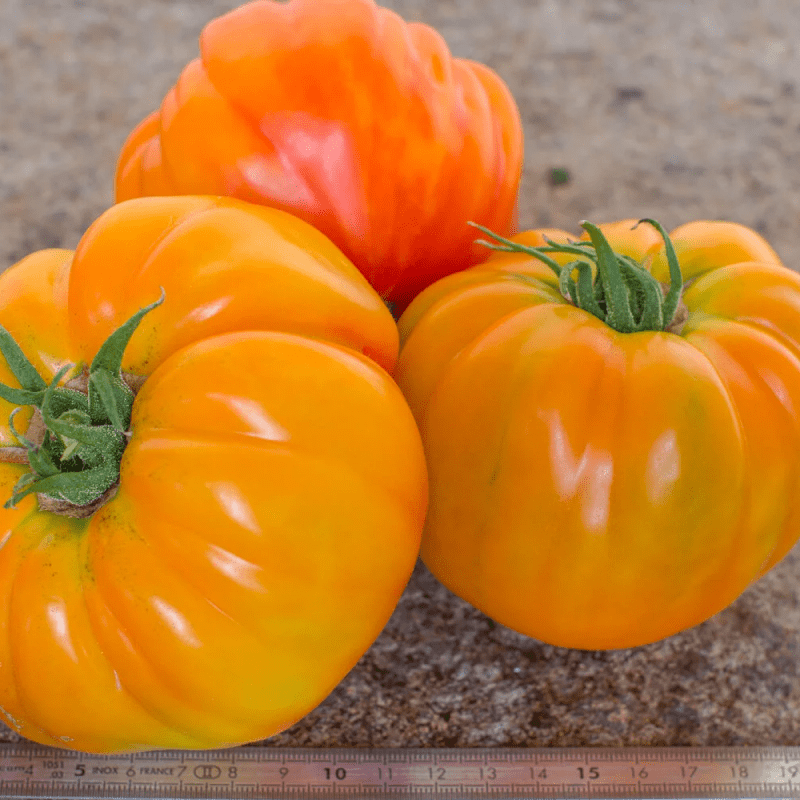 Насіння Томат Золотий ананас 15 шт (від колекціонера)