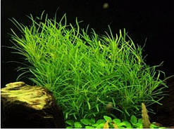 Погостемон октопус (пучок не менш ніж 5 гілочок)