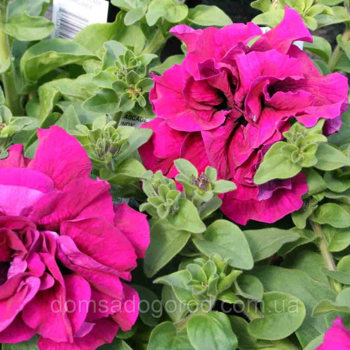 Петуния Grandiflora Професійне насіння  Double Cascade F1 Pink 200 шт ДРАЖ