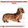 Корм для такси Royal Canin Dachshund 1,5 кг, фото 3