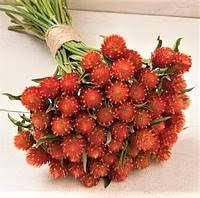 Квіти Гомфрена помаранчева 5 г на зріз, Професійне насіння