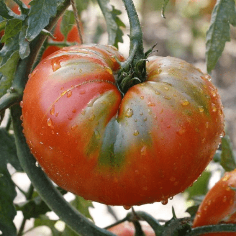 Насіння Томат Пан томат 15 шт (від колекціонера), фото 1