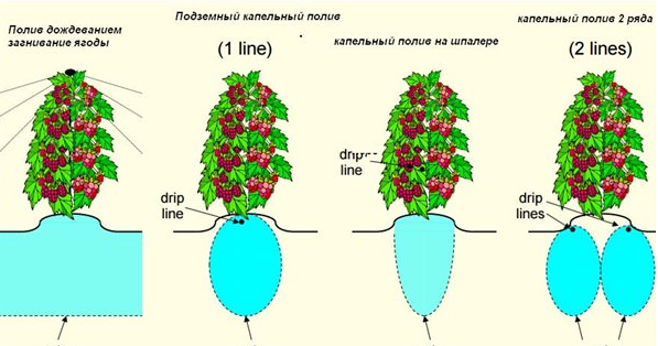 капельный полив для малины