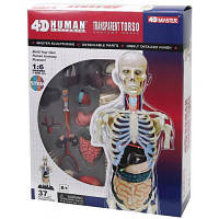 Пазл 4D Master Объемная анатомическая модель Торс человека прозрачный (FM-626108) d