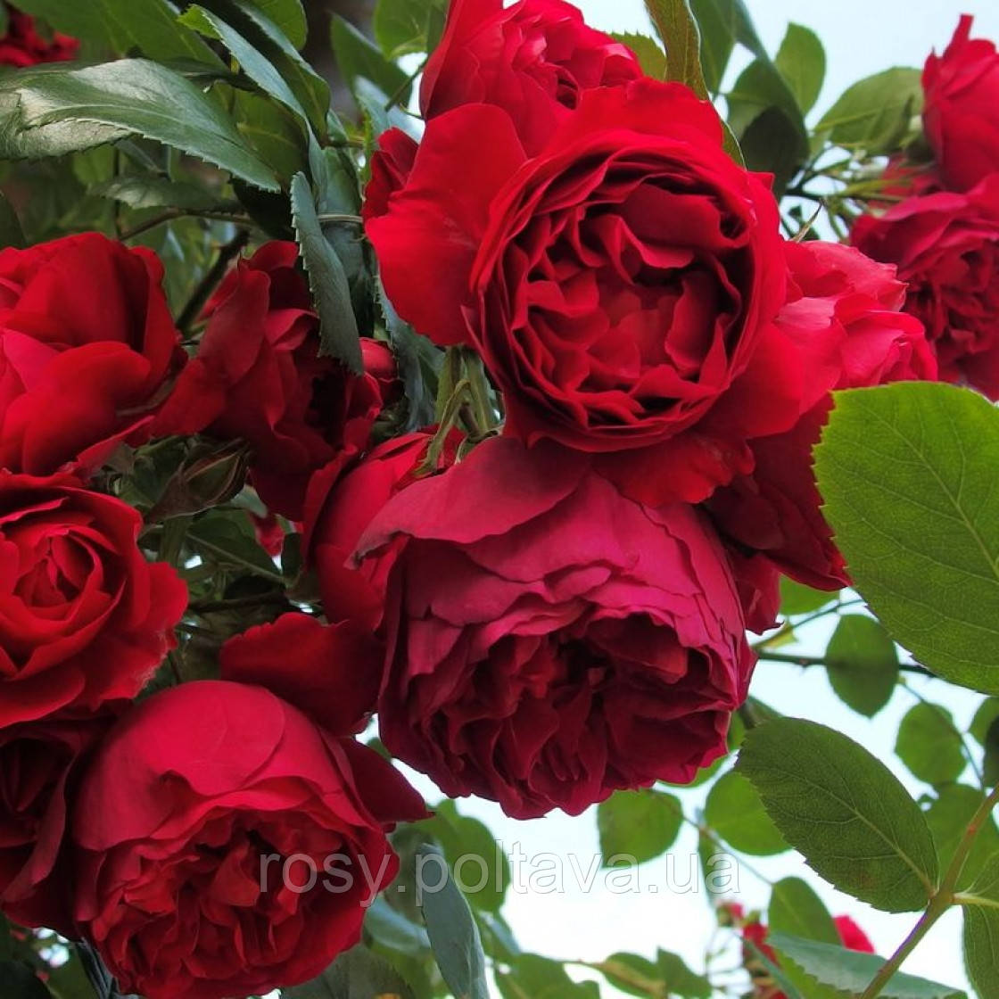 Флорентіна (Florentina), фото 1