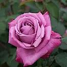 Блу Бос (Blue Boss), фото 2