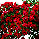 Нахеглут (Naheglut), фото 3