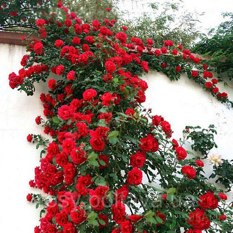 Нахеглут (Naheglut), фото 1