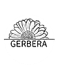 Gerbera