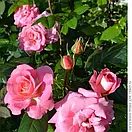 Шогун (Shogun), фото 2