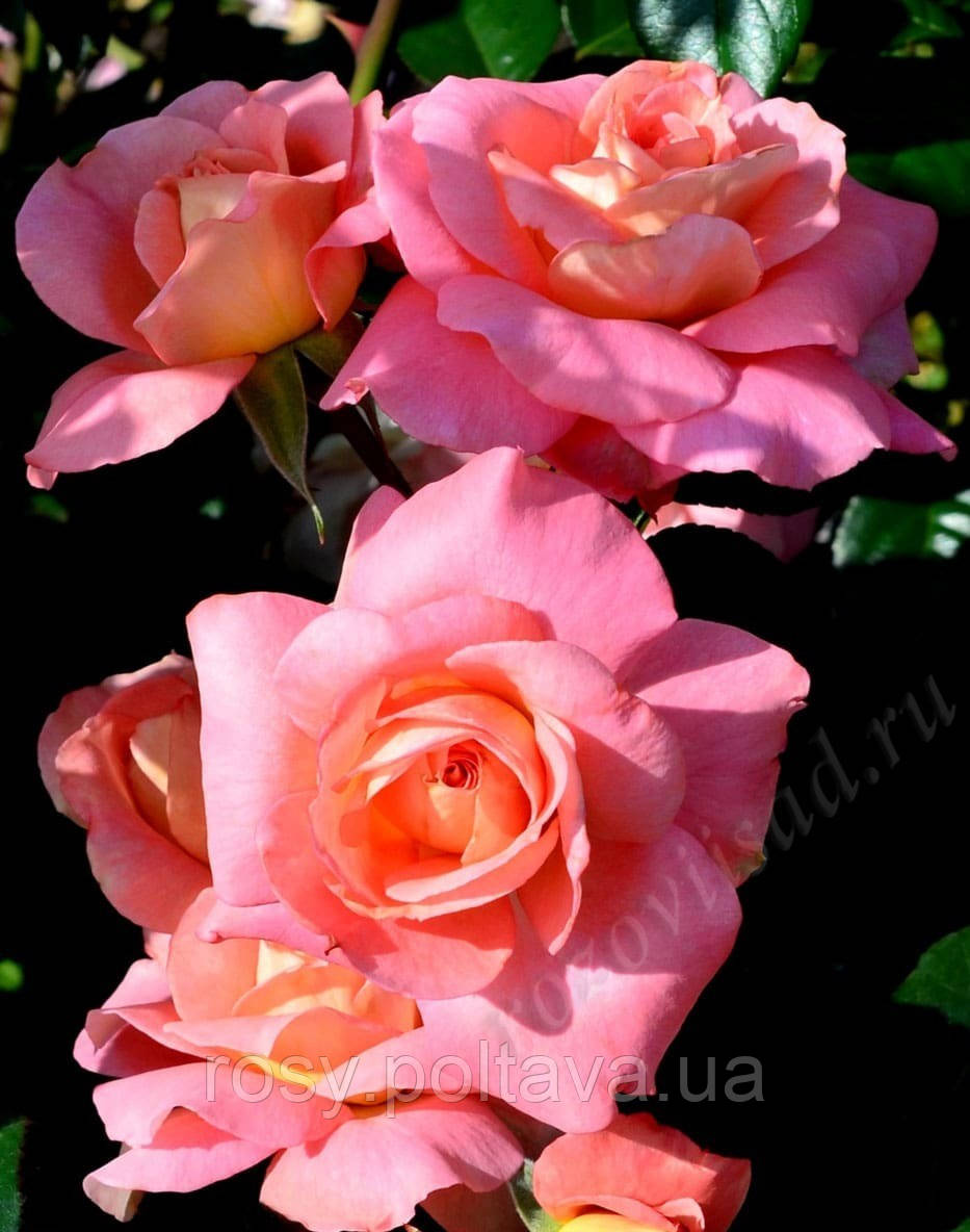 Шогун (Shogun), фото 1