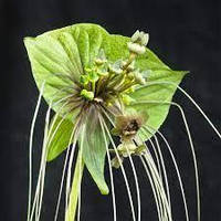 Квітка кажана бульба, Tacca Green Isle цибулина квітки кажана, корневище такки зеленої 1 шт