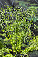 Циперус diffusus. Циперус раскидистый. Cyperus diffusus.