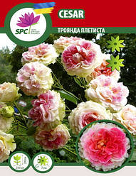 Троянда в'юнка Cesar