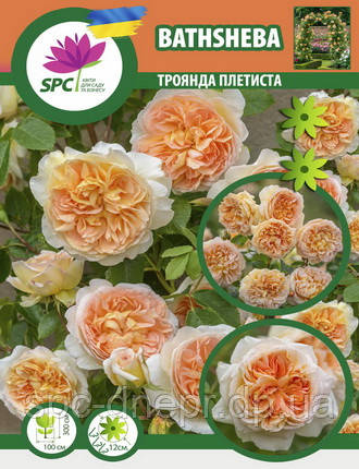 Троянда в'юнка Bathsheba