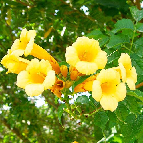 Саджанці Кампсиса Флава (Campsis radicans Flava) Р9