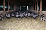 Продаж діючого бізнесу по розведенню овець романівської породи та виробництва органічних  добрив, фото 2