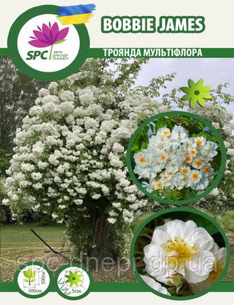 Троянда плетиста-мультіфлора Bobbie James, фото 1