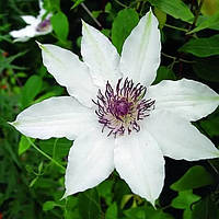 Саженцы Клематиса Балерина (Clematis Balerina) Р9