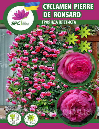 Троянда в'юнка Cyclamen Pierre de Ronsard
