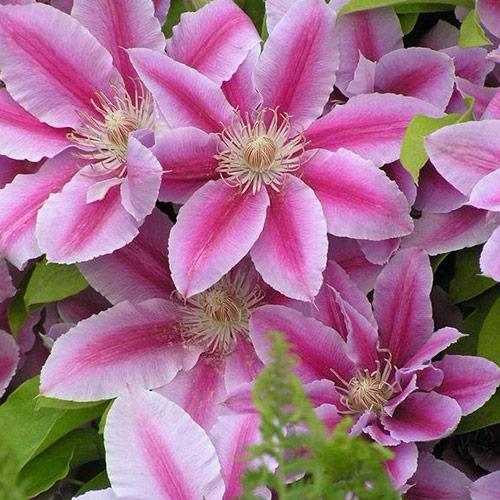 Саджанці Клематиса Надія (Clematis Nadezhda) Р9, фото 1