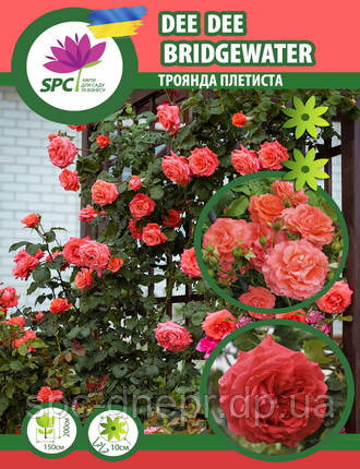 Троянда в'юнка чайно-гібридна Dee Dee Bridgewater