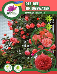 Троянда в'юнка чайно-гібридна Dee Dee Bridgewater