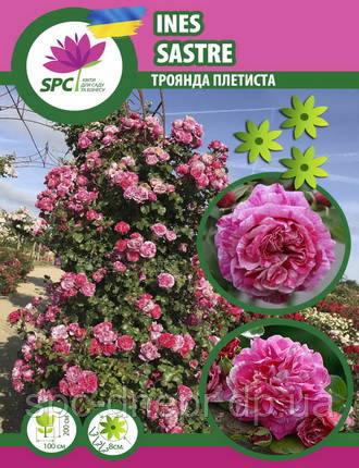 Троянда в'юнка Ines Sastre