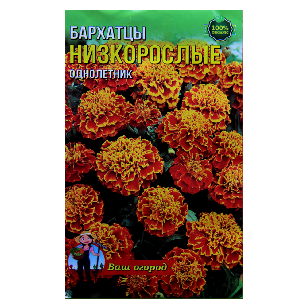 Чорнобривці низькорослі Червоні насіння квіти, великий пакет 3 г