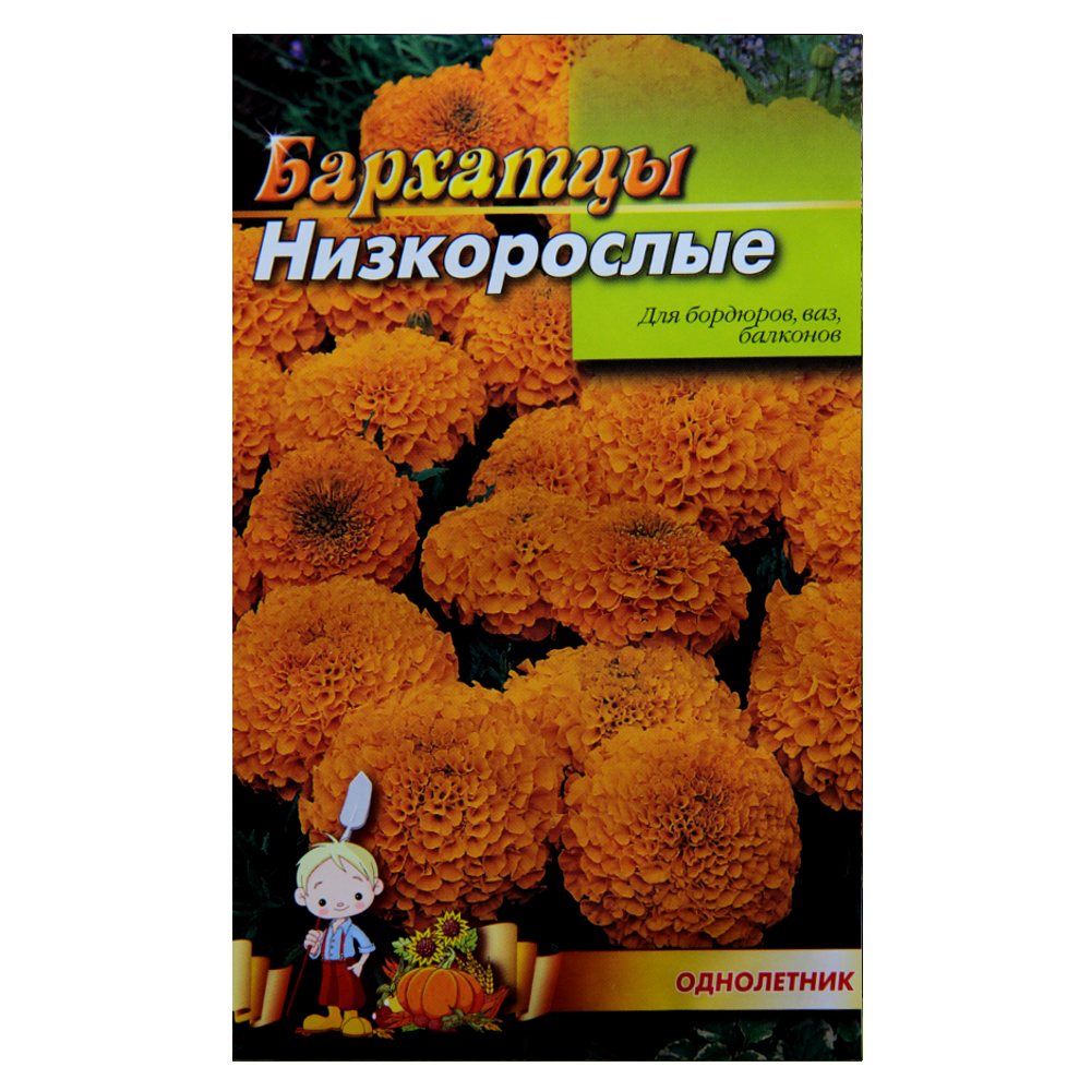 Чорнобривці низькорослі Оранжеве насіння квіти, великий пакет 3 г