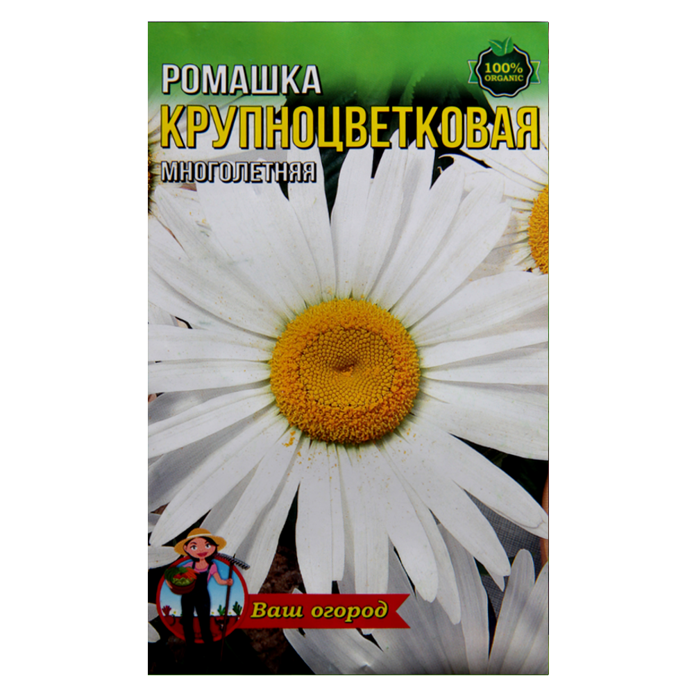 Ромашка Крупноквіткова багаторічник насіння квіти, великий пакет 2 г