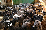 Продаж ферми вівці, фото 3