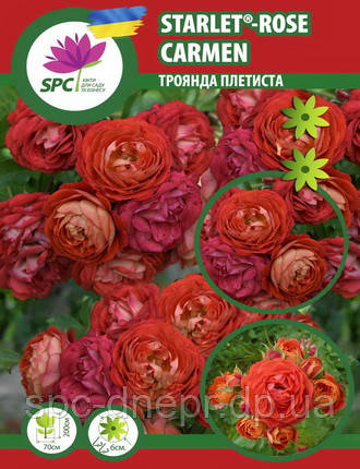 Троянда в'юнка мініатюрна Starlet®-Rose Carmen, фото 1