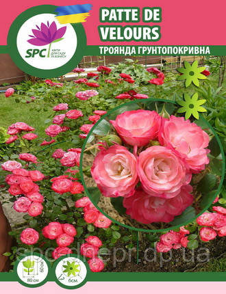 Троянда грунтопокривна(шраб) Patte de Velours, фото 1