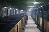 Продаж заводу по витробництву вермикомпосту біогумусу, фото 2
