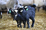 Продаж діючого бізнесу по розведенню овець романівської породи та виробництва органічних  добрив, фото 6