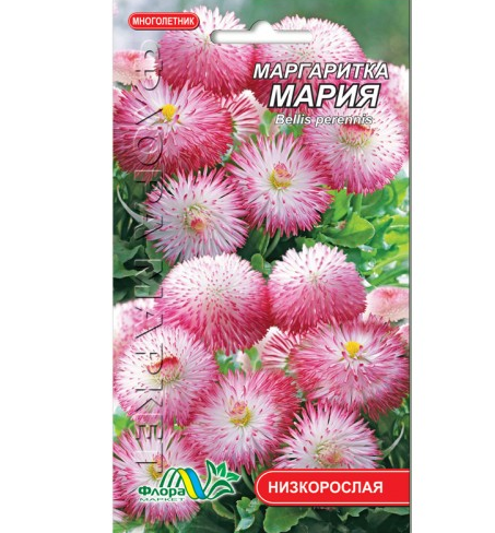 Маргаритки рожеві Марія, багаторічна рослина, насіння квіти 0.03 г